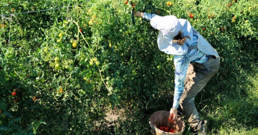 Peternakan Parsnip Liar – 'Gaya hidup yang cukup menarik'